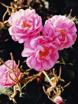 Pure Rose